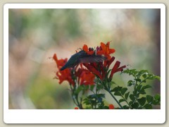 Hummingbirds-January-2014-221