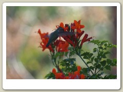 Hummingbirds-January-2014-223