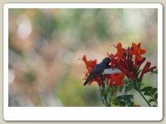 Hummingbirds-January-2014-224