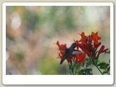 Hummingbirds-January-2014-225