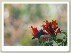 Hummingbirds-January-2014-226