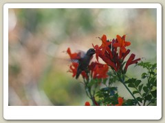 Hummingbirds-January-2014-228