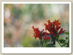 Hummingbirds-January-2014-229