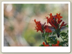 Hummingbirds-January-2014-231