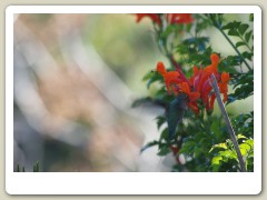 Hummingbirds-January-2014-233