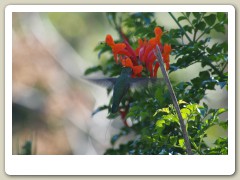 Hummingbirds-January-2014-235