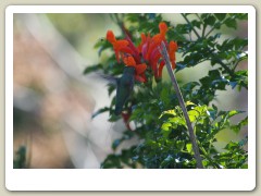 Hummingbirds-January-2014-236