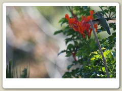 Hummingbirds-January-2014-237