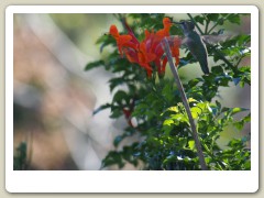 Hummingbirds-January-2014-238