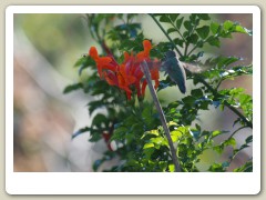 Hummingbirds-January-2014-239