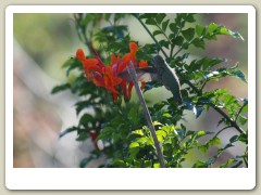 Hummingbirds-January-2014-240