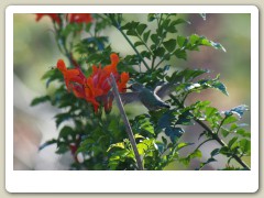 Hummingbirds-January-2014-241