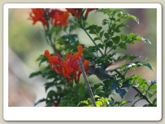 Hummingbirds-January-2014-243