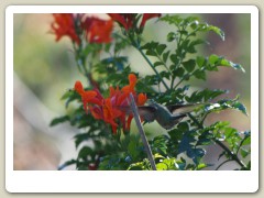 Hummingbirds-January-2014-244