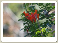 Hummingbirds-January-2014-246