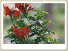 Hummingbirds-January-2014-247