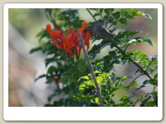 Hummingbirds-January-2014-248