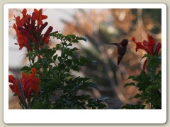 Hummingbirds-January-2014-249