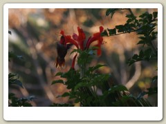 Hummingbirds-January-2014-250