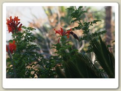 Hummingbirds-January-2014-256