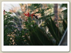 Hummingbirds-January-2014-261