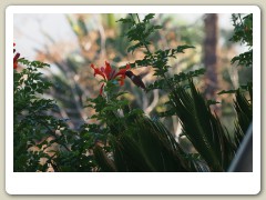 Hummingbirds-January-2014-264