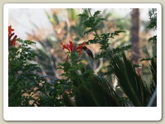 Hummingbirds-January-2014-265