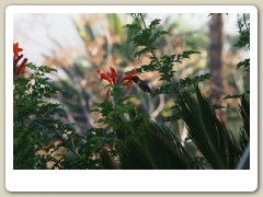 Hummingbirds-January-2014-266