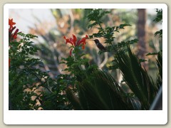 Hummingbirds-January-2014-268