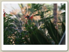 Hummingbirds-January-2014-271