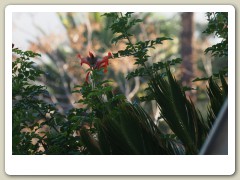 Hummingbirds-January-2014-272