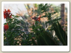 Hummingbirds-January-2014-275