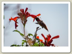 Hummingbirds-January-2014-300