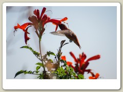 Hummingbirds-January-2014-301