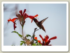 Hummingbirds-January-2014-302