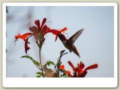 Hummingbirds-January-2014-303