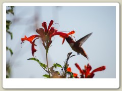 Hummingbirds-January-2014-304