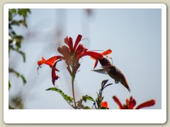 Hummingbirds-January-2014-305