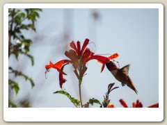 Hummingbirds-January-2014-306