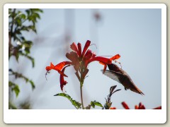 Hummingbirds-January-2014-307