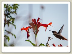 Hummingbirds-January-2014-308