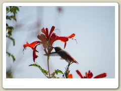 Hummingbirds-January-2014-309