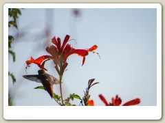 Hummingbirds-January-2014-310