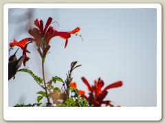 Hummingbirds-January-2014-311