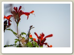 Hummingbirds-January-2014-312