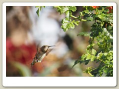 Hummingbirds-January-2014-313