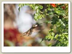 Hummingbirds-January-2014-314