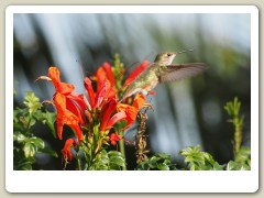 Hummingbirds-January-2014-316