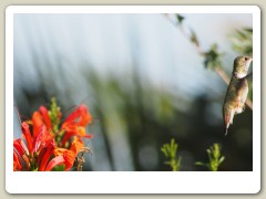 Hummingbirds-January-2014-317