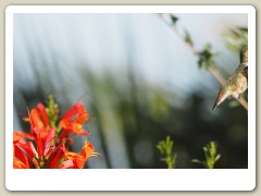 Hummingbirds-January-2014-318